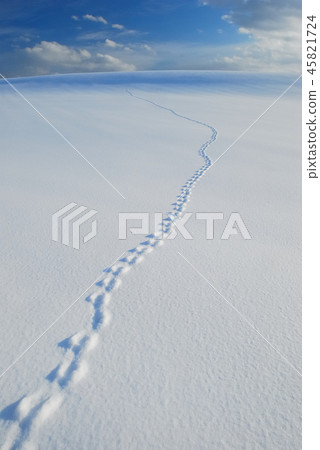 在北海道的雪景 在北海道的雪景 45821724