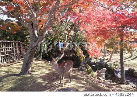 Nara Park Autumn leaves and deer 45822244