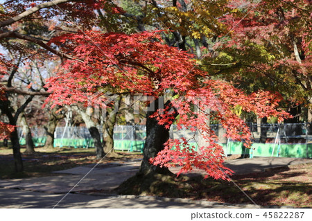 Nara Park Autumn leaves and deer Nara Park Autumn leaves and deer 45822287
