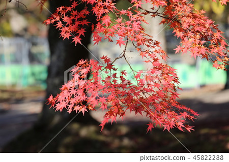 Nara Park Autumn leaves and deer Nara Park Autumn leaves and deer 45822288