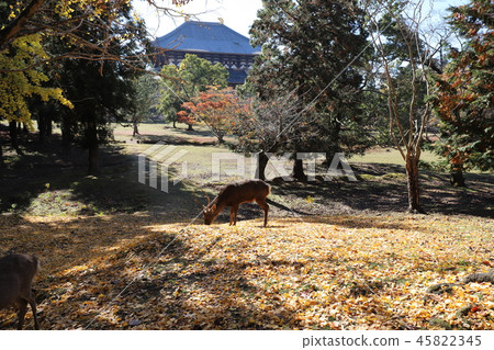 奈良公園秋葉和鹿 45822345