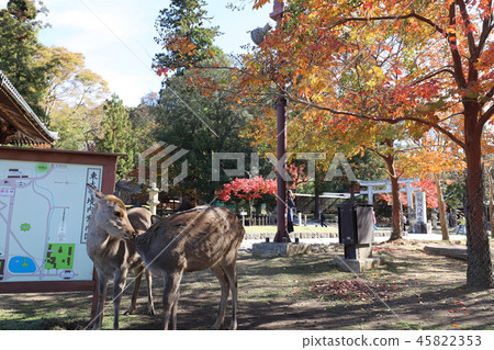 奈良公園秋葉和鹿 45822353