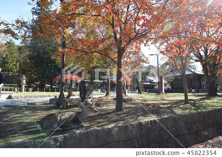 Nara Park Autumn leaves and deer 45822354