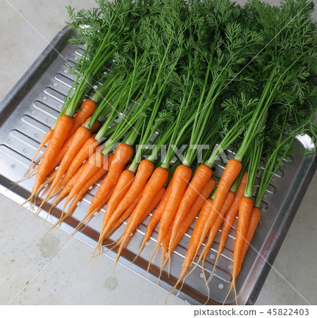 紅蘿蔔 45822403