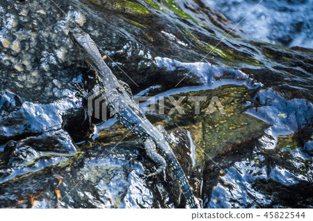 Little Cub of Monitor Lizard on the stone near a stream 45822544