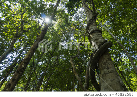 Lush Jungles with Lianas and Bamboo in a Tropical Forest 45822595