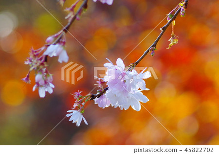 冬天櫻桃樹和秋葉 45822702