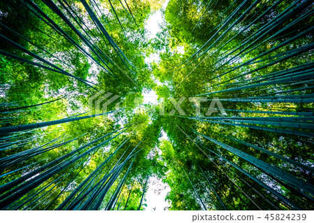 Beautiful landscape of bamboo grove in the forest at Arashiyama kyoto Beautiful landscape of bamboo grove in the forest at Arashiyama kyoto 45824239