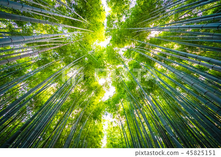 Beautiful landscape of bamboo grove in the forest at Arashiyama kyoto Beautiful landscape of bamboo grove in the forest at Arashiyama kyoto 45825151