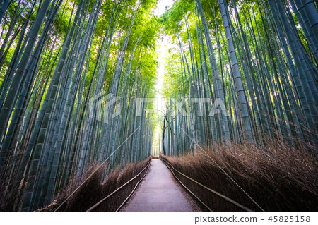 Beautiful landscape of bamboo grove in the forest at Arashiyama kyoto Beautiful landscape of bamboo grove in the forest at Arashiyama kyoto 45825158