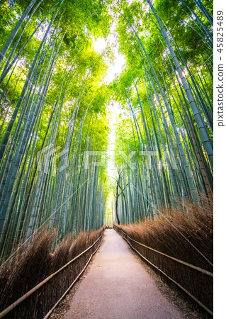 Beautiful landscape of bamboo grove in the forest at Arashiyama kyoto Beautiful landscape of bamboo grove in the forest at Arashiyama kyoto 45825489
