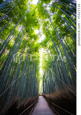 Beautiful landscape of bamboo grove in the forest at Arashiyama kyoto Beautiful landscape of bamboo grove in the forest at Arashiyama kyoto 45825538