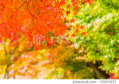 Beautiful red and green maple leaf on tree 45825631