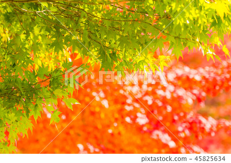 Beautiful red and green maple leaf on tree Beautiful red and green maple leaf on tree 45825634