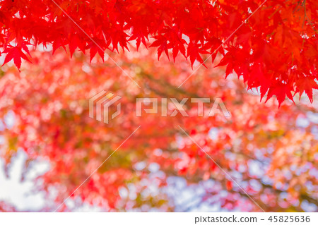 Beautiful red and green maple leaf on tree Beautiful red and green maple leaf on tree 45825636