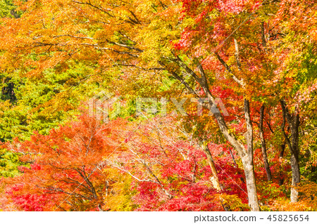 Beautiful red and green maple leaf on tree Beautiful red and green maple leaf on tree 45825654