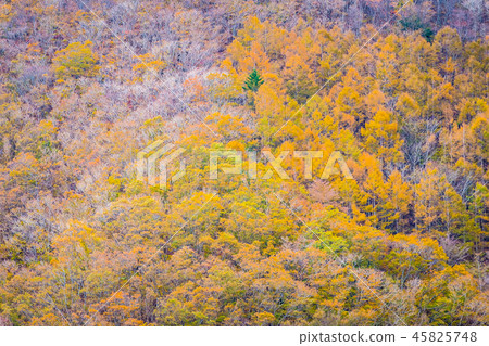 Beautiful landscape a lot of tree with colorful leaf around the mountain 45825748
