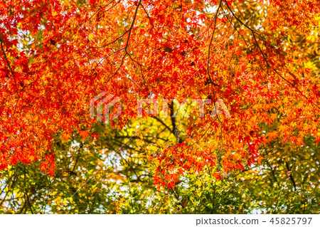 Beautiful red and green maple leaf on tree Beautiful red and green maple leaf on tree 45825797