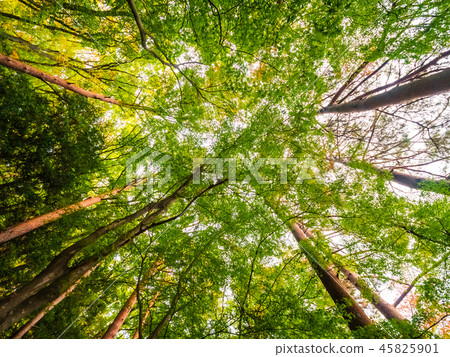 Beautiful landscape of big tree in the forest with low angel view Beautiful landscape of big tree in the forest with low angel view 45825901