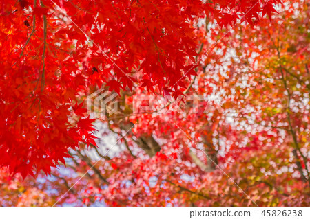 Beautiful red and green maple leaf on tree Beautiful red and green maple leaf on tree 45826238