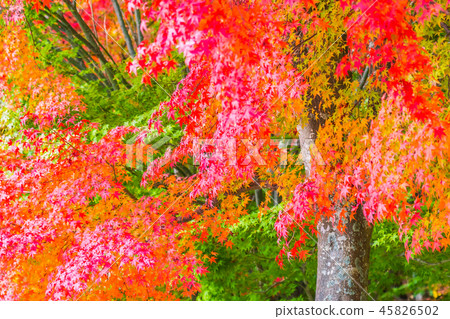 Beautiful red and green maple leaf on tree Beautiful red and green maple leaf on tree 45826502
