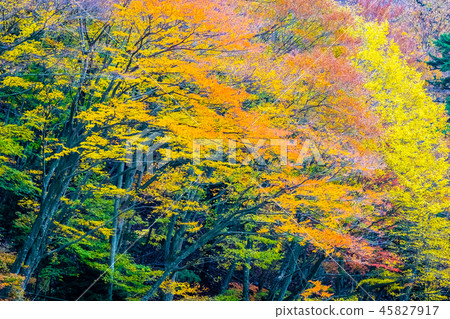Beautiful landscape a lot of tree with colorful leaf around the mountain Beautiful landscape a lot of tree with colorful leaf around the mountain 45827917