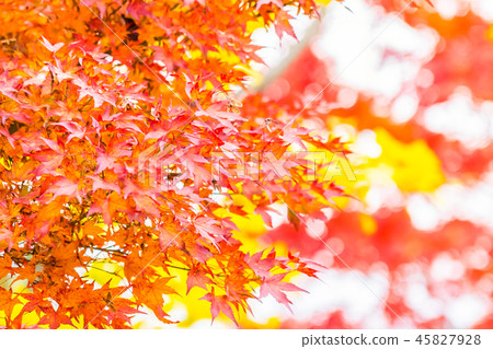 Beautiful red and green maple leaf on tree 45827928