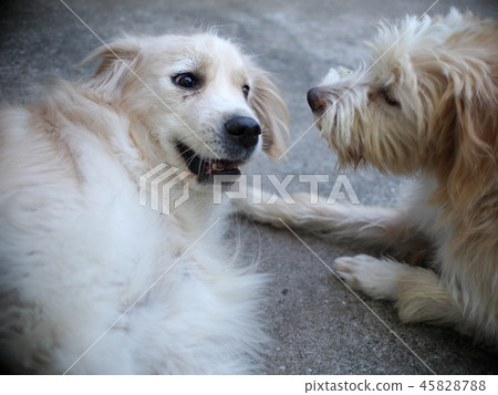funny crossbreed dogs playing together outdoor funny crossbreed dogs playing together outdoor 45828788