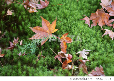 Kaarashikei and Momiji Kaarashikei and Momiji 45829203