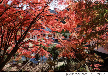 Kaarashikei和Momiji 45829434