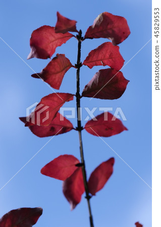 核桃小河秋葉 45829553