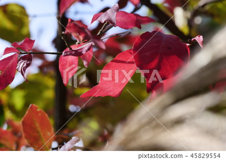 核桃小河秋葉 45829554