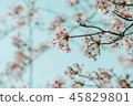 櫻花盛開 45829801