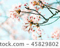 櫻花盛開 45829802