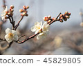 盛開的梅花 45829805