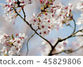 櫻花盛開 45829806