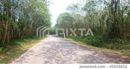 road between green canopy roadside 45829818