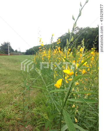 sunhemp field or farm sunhemp field or farm 45829977