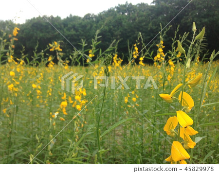 sunhemp field or farm sunhemp field or farm 45829978