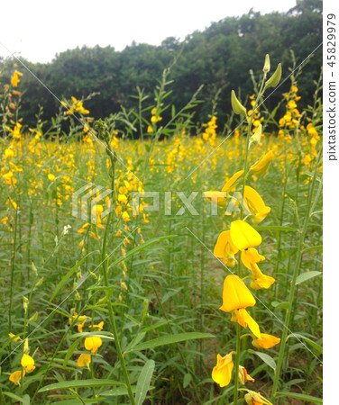 sunhemp field or farm 45829979
