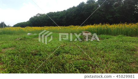 sunhemp field or farm sunhemp field or farm 45829981
