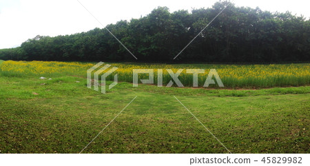 sunhemp field or farm sunhemp field or farm 45829982