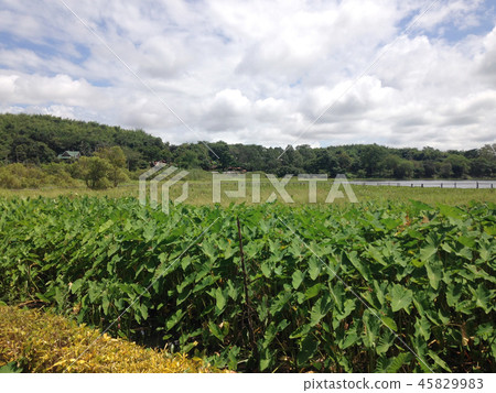 tropical wetland tropical wetland 45829983