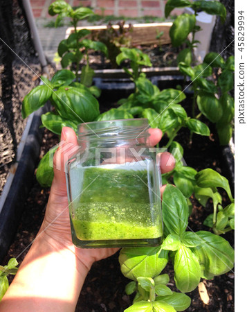 make of pesto sauce make of pesto sauce 45829994