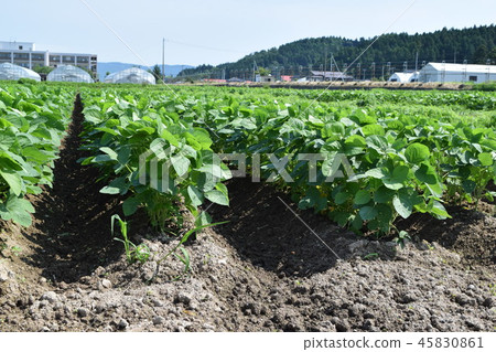 Soybean field Soybean field 45830861