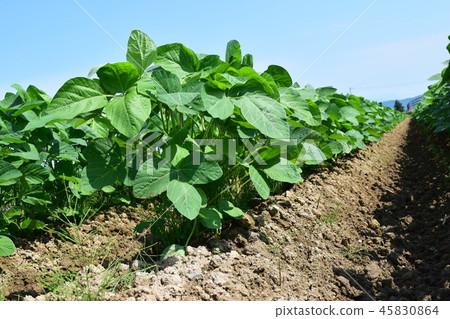 Soybean field 45830864