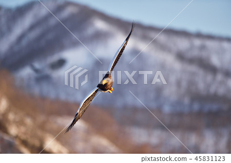 Great eagle (Hokkaido · Rausu) flying against the background of Shiretoko mountain Great eagle (Hokkaido · Rausu) flying against the background of Shiretoko mountain 45831123