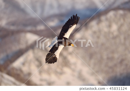 Great eagle (Hokkaido · Rausu) flying against the background of Shiretoko mountain Great eagle (Hokkaido · Rausu) flying against the background of Shiretoko mountain 45831124