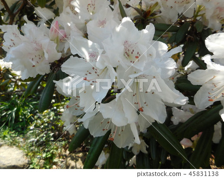 Rhododendron Rhododendron 45831138