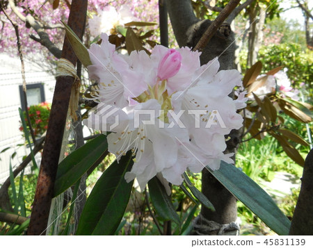 Rhododendron Rhododendron 45831139